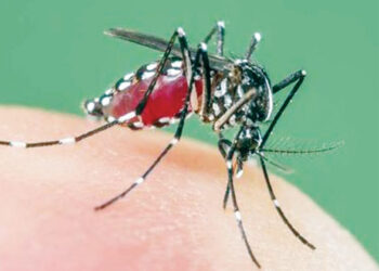 ವಿಶ್ವ ಸೊಳ್ಳೆ ದಿನದ ವಿಶೇಷ