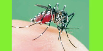 ವಿಶ್ವ ಸೊಳ್ಳೆ ದಿನದ ವಿಶೇಷ