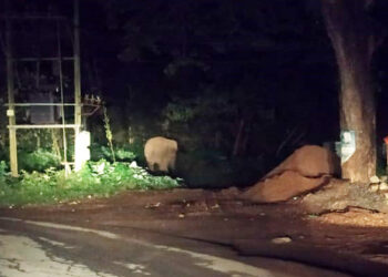 ಮೂಡಿಗೆರೆಯಲ್ಲಿ ಗಜರಾಜನ ಮಾರ್ನಿಂಗ್ ವಾಕ್