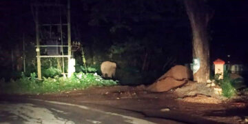 ಮೂಡಿಗೆರೆಯಲ್ಲಿ ಗಜರಾಜನ ಮಾರ್ನಿಂಗ್ ವಾಕ್