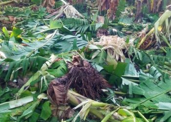 ಅಲೆಖಾನ್ ಹೊರಟ್ಟಿಯಲ್ಲಿ ಗಜಪಡೆಯಿಂದ ತೋಟ ಧ್ವಂಸ