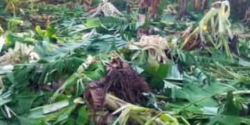 ಅಲೆಖಾನ್ ಹೊರಟ್ಟಿಯಲ್ಲಿ ಗಜಪಡೆಯಿಂದ ತೋಟ ಧ್ವಂಸ