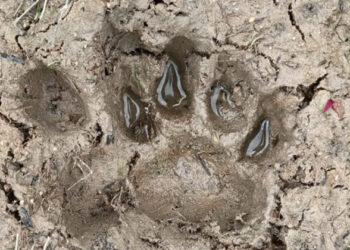 ಗದ್ದೆಯ ಬಳಿ ಹುಲಿ ಹೆಜ್ಜೆಗುರುತು ಪತ್ತೆ – ಆಂತಕದಲ್ಲಿ ಗ್ರಾಮಸ್ಥರು