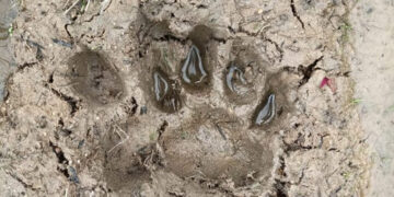 ಗದ್ದೆಯ ಬಳಿ ಹುಲಿ ಹೆಜ್ಜೆಗುರುತು ಪತ್ತೆ – ಆಂತಕದಲ್ಲಿ ಗ್ರಾಮಸ್ಥರು