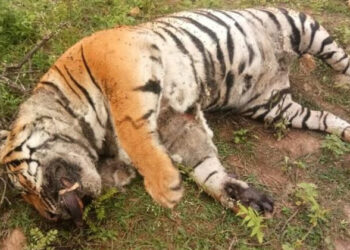 ಗಂಡು ಹುಲಿ ಸಾವು ಪತ್ತೆ:ಕಾದಾಟ ಕಾರಣ