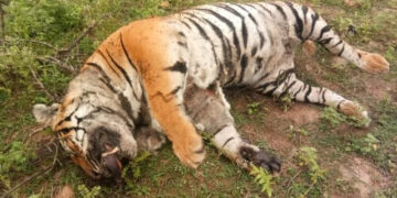 ಗಂಡು ಹುಲಿ ಸಾವು ಪತ್ತೆ:ಕಾದಾಟ ಕಾರಣ