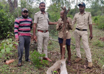 ಗಂಧದ ಮರ ಕಳ್ಳಸಾಗಾಣಿಕೆಗೆ ಯತ್ನ : ಪೊಲೀಸರಿಗೆ ಸಿಕ್ಕ ಮರಗಳ್ಳ
