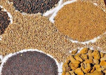 ಚಿಕ್ಕಮಗಳೂರಿನಲ್ಲಿ ಸಾಂಬಾರು ಪಾರ್ಕ್: ದಶಕಗಳ ಕನಸಿಗೆ ಚಾಲನೆ