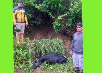 ಹುಲಿ ದಾಳಿಗೆ ಹಸು ಬಲಿ
