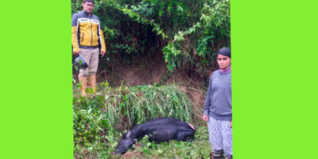 ಹುಲಿ ದಾಳಿಗೆ ಹಸು ಬಲಿ