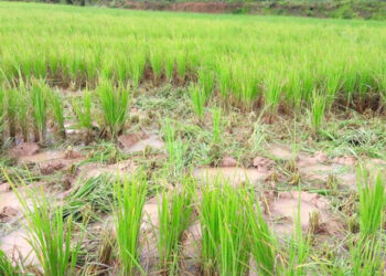 ಒಂಟಿ ಸಲಗದ ಉಪಟಳ : ಗದ್ದೆ ನಾಟಿ ಮಟಾಶ್