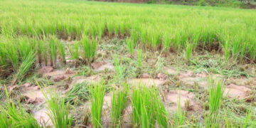 ಒಂಟಿ ಸಲಗದ ಉಪಟಳ : ಗದ್ದೆ ನಾಟಿ ಮಟಾಶ್