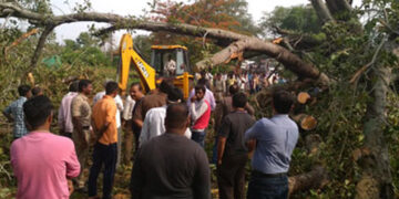 ದಾರಿಯಲ್ಲಿ ಬಿದ್ದ ಮರ ತೆರವು: ಮೆಸ್ಕಾಂ, ಅರಣ್ಯ ಇಲಾಖೆಗೆ ಸ್ವಯಂ ಸೇವಕರ ಸಹಕಾರ