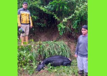 ಹುಲಿ ದಾಳಿಗೆ ಹಸು ಸಾವು: ಸ್ಥಳೀಯರಿಗೆ ಹೆಚ್ಚಿನ ಆತಂಕ