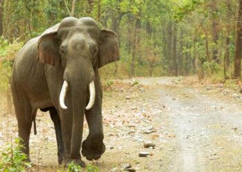 ವಿಶ್ವ ಆನೆ ದಿವಸ: ಅಪಾಯದಂಚಿನಲ್ಲಿ ಆನೆ ಸಂಕುಲ