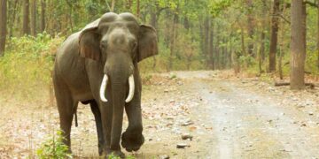 ವಿಶ್ವ ಆನೆ ದಿವಸ: ಅಪಾಯದಂಚಿನಲ್ಲಿ ಆನೆ ಸಂಕುಲ