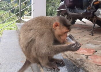 ಕೊಟ್ಟಿಗೆಹಾರದಲ್ಲಿ ಸ್ಥಳೀಯರೊಂದಿಗೆ ಫ್ರೆಂಡ್ಲೀ ವಾನರ