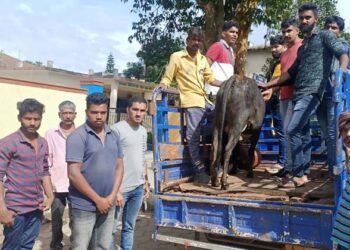 ಗೋವು ರಕ್ಷಣಾ ಕಾರ್ಯದಲ್ಲಿ ಮೂಡಿಗೆರೆ ಕಸಬಾ ವಲಯದ ಸ್ವಯಂಸೇವಕರು