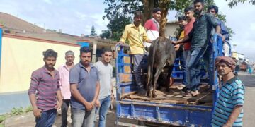 ಗೋವು ರಕ್ಷಣಾ ಕಾರ್ಯದಲ್ಲಿ ಮೂಡಿಗೆರೆ ಕಸಬಾ ವಲಯದ ಸ್ವಯಂಸೇವಕರು