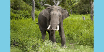 ಆನೆ ಓಡಿಸಲು ಹೋದಾತ ನಾಪತ್ತೆ