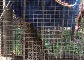 ಚಿರತೆಯ ಮರಿ ಬಾವಿಯಿಂದ ರಕ್ಷಿಸಿದ ಜನ