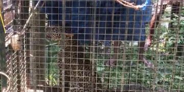 ಚಿರತೆಯ ಮರಿ ಬಾವಿಯಿಂದ ರಕ್ಷಿಸಿದ ಜನ