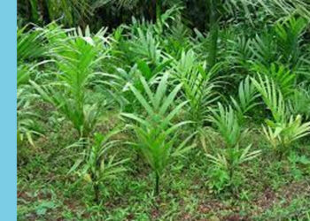 ಜಮೀನಿಗೆ ನುಗ್ಗಿ ಅಡಿಕೆ ಸಸಿ ಕಿತ್ತ ಅರಣ್ಯಾಧಿಕಾರಿಗಳು: ಆರೋಪ