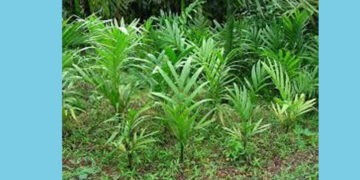 ಜಮೀನಿಗೆ ನುಗ್ಗಿ ಅಡಿಕೆ ಸಸಿ ಕಿತ್ತ ಅರಣ್ಯಾಧಿಕಾರಿಗಳು: ಆರೋಪ