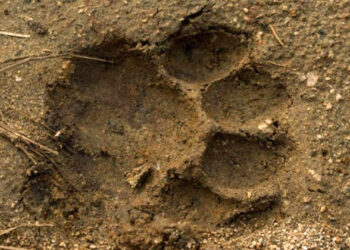 ಆನೆ ಕಾಟದ ಹೋಯ್ತು ಇದೀಗ ಹುಲಿ ಪ್ರತ್ಯಕ್ಷ : ಆತಂಕದಲ್ಲಿರುವ ಗ್ರಾಮಸ್ಥರು.