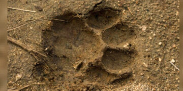 ಆನೆ ಕಾಟದ ಹೋಯ್ತು ಇದೀಗ ಹುಲಿ ಪ್ರತ್ಯಕ್ಷ : ಆತಂಕದಲ್ಲಿರುವ ಗ್ರಾಮಸ್ಥರು.