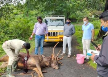 ಕಡವೆ ಕೊಂದ ಕಳ್ಳರು ವಾಹನ ಬಿಟ್ಟು ಪರಾರಿ