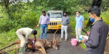 ಕಡವೆ ಕೊಂದ ಕಳ್ಳರು ವಾಹನ ಬಿಟ್ಟು ಪರಾರಿ