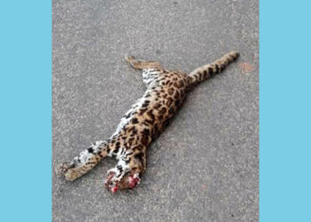 ಅಪಘಾತಕ್ಕೀಡಾಗಿ ಅಪರೂಪದ ಹುಲಿ ಬೆಕ್ಕು ಸಾವು