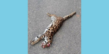 ಅಪಘಾತಕ್ಕೀಡಾಗಿ ಅಪರೂಪದ ಹುಲಿ ಬೆಕ್ಕು ಸಾವು