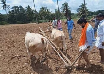 ಹೊಲದಲ್ಲಿ ಉಳುಮೆ ಮಾಡಿ ಸಿ.ಟಿ.ರವಿ ಗಣೇಶ ಚತುರ್ಥಿ ಆಚರಣೆ