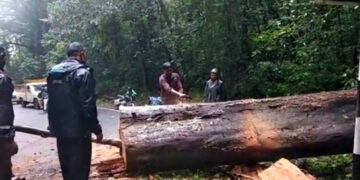 ಆಗುಂಬೆ ಘಾಟಿ ತಿರುವಿನಲ್ಲಿ ಅಡ್ಡಲಾಗಿ ಬಿದ್ದ ಮರ
