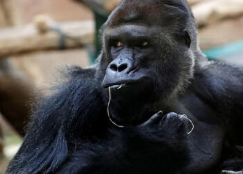 ಅಟ್ಲಾಂಟಾ: 14ಕ್ಕೂ ಹೆಚ್ಚು ಗೊರಿಲ್ಲಾಗಳಿಗೆ ಕೊರೊನಾ