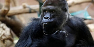 ಅಟ್ಲಾಂಟಾ: 14ಕ್ಕೂ ಹೆಚ್ಚು ಗೊರಿಲ್ಲಾಗಳಿಗೆ ಕೊರೊನಾ