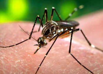 ರಾಜ್ಯದಲ್ಲಿ 3,386 ಡೆಂಗ್ಯೂ: ಚಿಕನ್ ಗುನ್ಯಾ 1,117 ಪ್ರಕರಣ