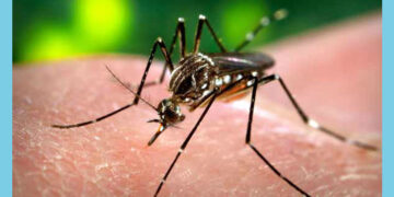 ರಾಜ್ಯದಲ್ಲಿ 3,386 ಡೆಂಗ್ಯೂ: ಚಿಕನ್ ಗುನ್ಯಾ 1,117 ಪ್ರಕರಣ