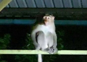 ಲಾರಿಯಲ್ಲಿ ಮರಳಿದ ಕಿರಿಕ್ ಮಂಗ: ಸ್ಥಳೀಯರಲ್ಲಿ ಆತಂಕ