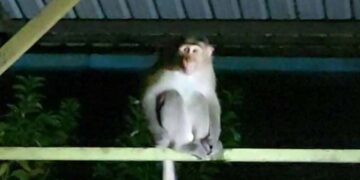 ಲಾರಿಯಲ್ಲಿ ಮರಳಿದ ಕಿರಿಕ್ ಮಂಗ: ಸ್ಥಳೀಯರಲ್ಲಿ ಆತಂಕ