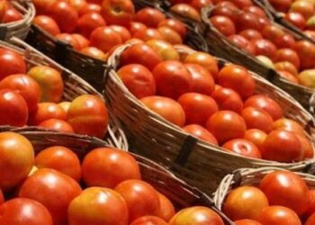 ಟೊಮೊಟೊ ಬೆಳೆದ ರೈತನಿಗೆ ಹೋಲ್ ಸೇಲ್ ಟೋಪಿ