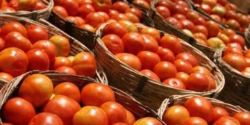 ಟೊಮೊಟೊ ಬೆಳೆದ ರೈತನಿಗೆ ಹೋಲ್ ಸೇಲ್ ಟೋಪಿ