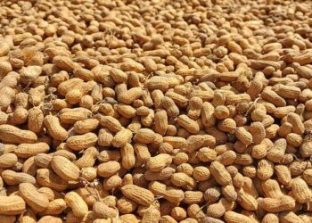 ಅಧಿಕ ಇಳುವರಿಗೆ ನೆಲಗಡಲೆ ಬೆಳೆಯಲ್ಲಿ ಲಘು ಪೋಷಕಾಂಶಗಳ ಬಳಕೆ