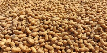 ಅಧಿಕ ಇಳುವರಿಗೆ ನೆಲಗಡಲೆ ಬೆಳೆಯಲ್ಲಿ ಲಘು ಪೋಷಕಾಂಶಗಳ ಬಳಕೆ