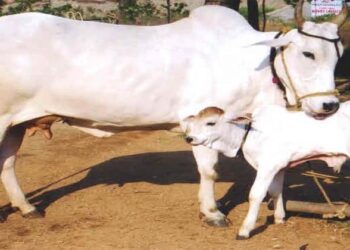 ದನ ಕಳ್ಳರು ಗೃಹಮಂತ್ರಿಗಳ ತವರಿನಲ್ಲಿ ಠಿಕಾಣಿ: 2 ವರ್ಷದಲ್ಲಿ 200ಕ್ಕೂ ಹೆಚ್ಚು ಪ್ರಕರಣ