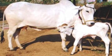 ದನ ಕಳ್ಳರು ಗೃಹಮಂತ್ರಿಗಳ ತವರಿನಲ್ಲಿ ಠಿಕಾಣಿ: 2 ವರ್ಷದಲ್ಲಿ 200ಕ್ಕೂ ಹೆಚ್ಚು ಪ್ರಕರಣ