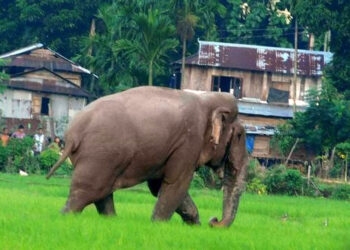 ಆನೆ ಓಡಿಸಲು ಹೋದಾತ ನಾಪತ್ತೆ