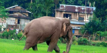 ಆನೆ ಓಡಿಸಲು ಹೋದಾತ ನಾಪತ್ತೆ
